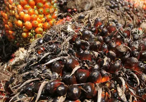 Serikat Petani Kelapa Sawit (SPKS) dan Nissin Foods Holdings-Japan telah menjalin kerjasama sejak 2018 untuk melakukan gap analisis petani kecil dalam rantai pasok minyak sawit berkelanjutan di Indonesia.